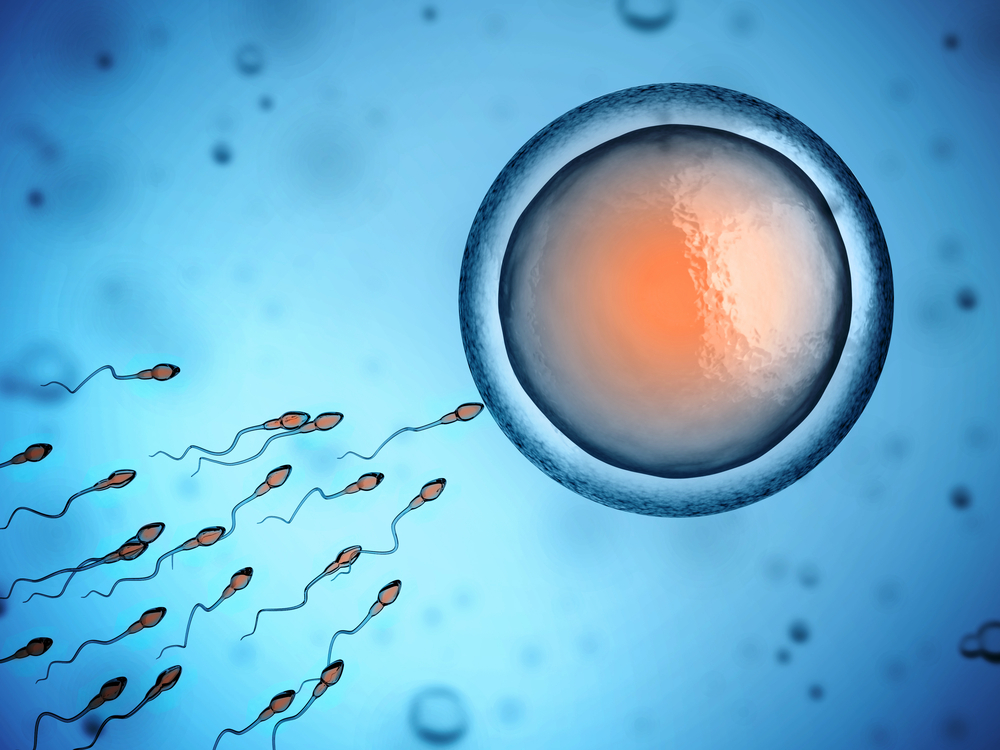 Image of a egg cell with sperm approaching it